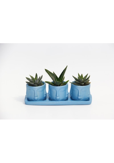 Trio Mavi Adler Sukulent Seti - Haworthia. Aloe Ferox