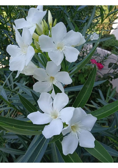Videolu Beyaz Zakkum Çiçeği 50 70 Cm 1 Adet Saksılı Çiçekli Bahçe Balkon Bitkisi Nerium Oleander