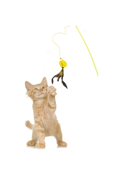 Sarı Toplu Tüylü Kedi Oyun Oltası 46 CM