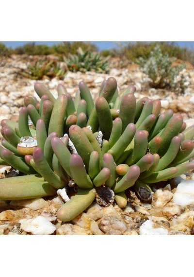 10 Adet Argyroderma Fissum Succulent Tohumu