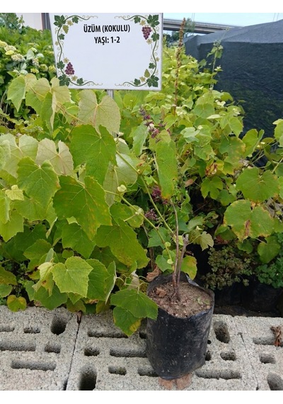 Karadeniz Kokulu Üzüm Fidanı Isabella - Tüplü Meyve Yaşında Saksılı Dikime Hazır Limonisi Üzümü - 1-2 Yaş