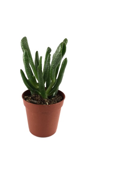 Crassula Ovata 'Golum' (Sukulent) Ø5,5 CM Y0-10 CM