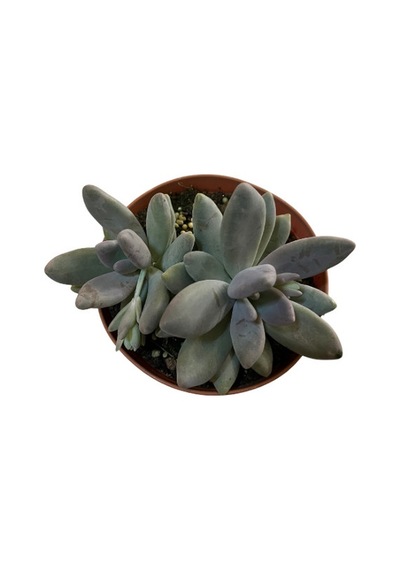 Pachyphytum 'Captain Jessop' (Sukulent) Ø15 CM Y20-25 CM