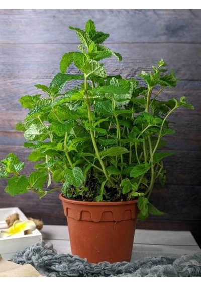 Videolu Mutfakta Bitki Seti Saksıda Kekik Biberiye Adaçayı 10 15 Cm 3 Adet Fidesi Kitchen Herb Set Diğer