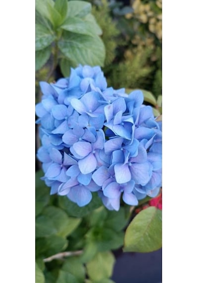 Ortanca Fidanı Hydrangea Macrophylla , Mavi