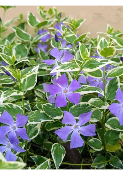 Vinca Mor Renk Cezayir Menekşesi 20-40cm Saklısı