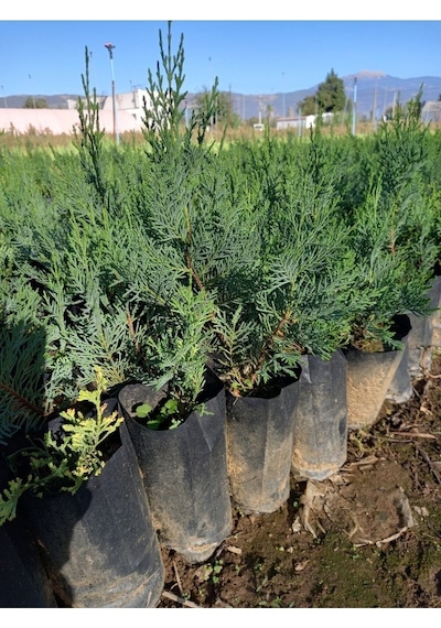 Leylandi Fidanı, 10 Adet Torbada 30 Cm Üzeri