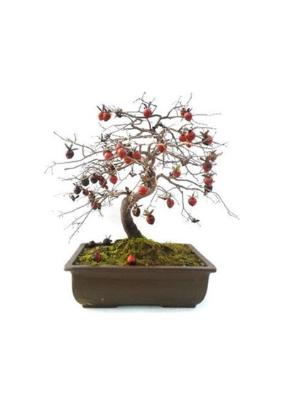 Bodur Bonsai Hurma Ağacı Tohumu 2 Tohum + Tohum