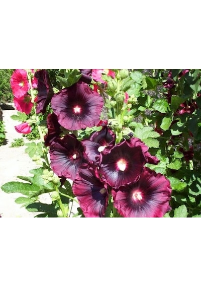 Bordo Hatmi Çiçeği Tohumu 50+ Tohum N111505