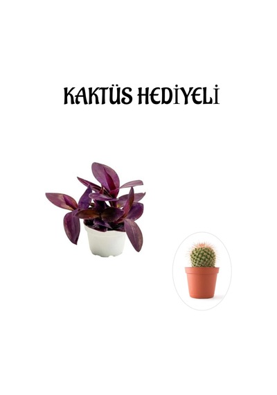 Hediyelik Mor Telgraf- Kara Sevda Çiçeği Sevgililer Gününe Özel Kaktüs Hediyeli