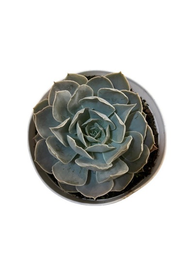 Echeveria 'Canadian' (Sukulent) Ø12 CM Y15-20 CM
