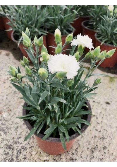 Çin Karanfili Dianthus Sinensis - Beyaz 5 Adet
