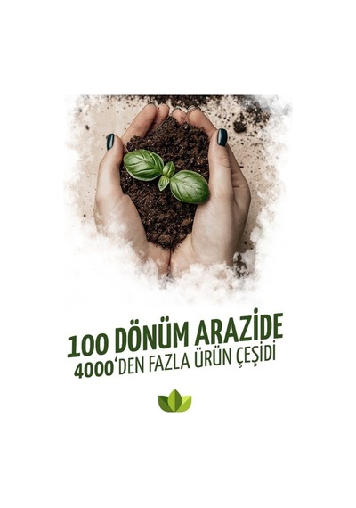 Edinçik Karası Üzüm Fidanı 2 Yaş 40 Cm 60 Cm Bol Verimli