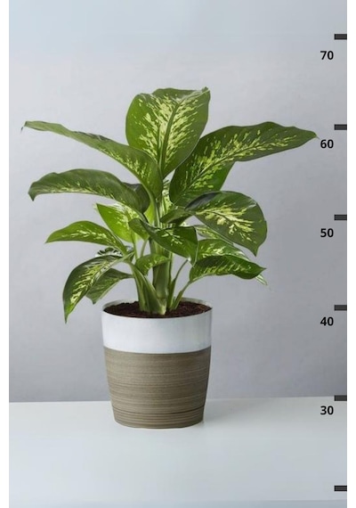 Dieffenbachia Tropik Snow-difenbahya Canlı Salon Bitkisi 40-60 Cm