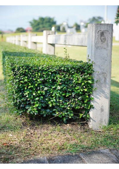 Videolu Şimşir Çalısı Fidanı 30-45 Cm Saksılı Dış Mekan Bitkileri Buxus Microphylla 'faulkner'