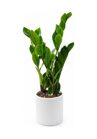 Zamia Bitkisi - Zeze Çiçeği Beyaz Seramik Saksıda 40-50 Cm