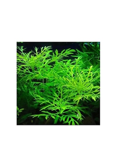 Canlı Bitki Hygrophila Difformis, 4-6 Kök Olarak