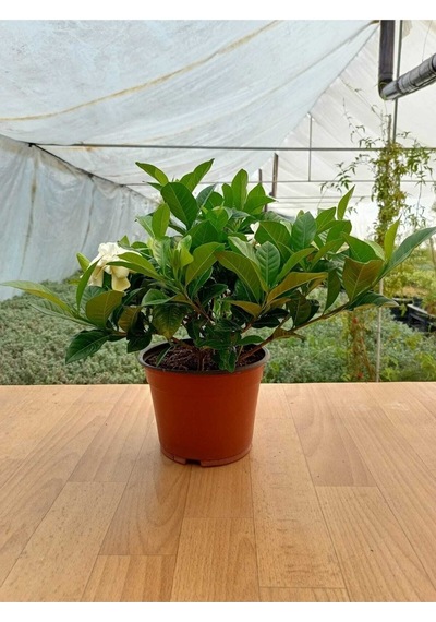 Videolu 1 Adet Hediyelik Mis Kokulu Gardenya Çiçeği 25-35 Cm Saksılı Iç Mekan Gardenia