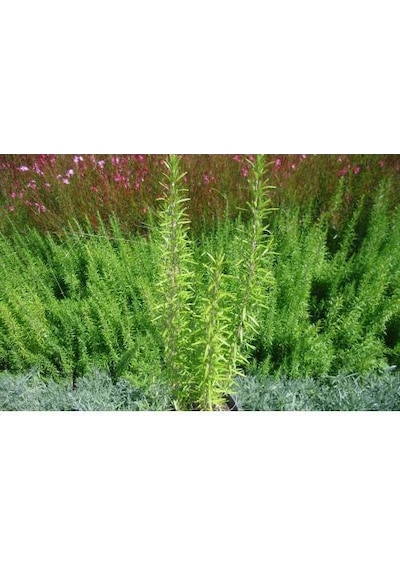 Biberiye Rosmarinus - Kokulu Aromatik Bitki 10 Adet