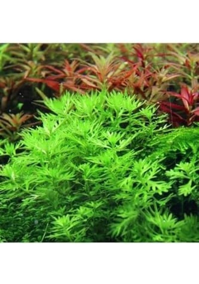 Hottonia Palustris In Canlı Bitki