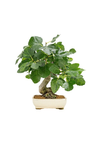 Bonsai Yeşil Incir Ağacı Tohumu 5 Adet Tohum
