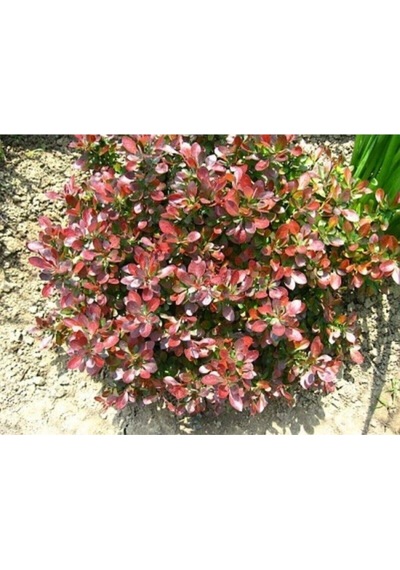 Videolu Bodur Berberis Çiçeği Fidanı 30-50 Cm Saksılı Çiçekli Bodur Bitkiler Berberis