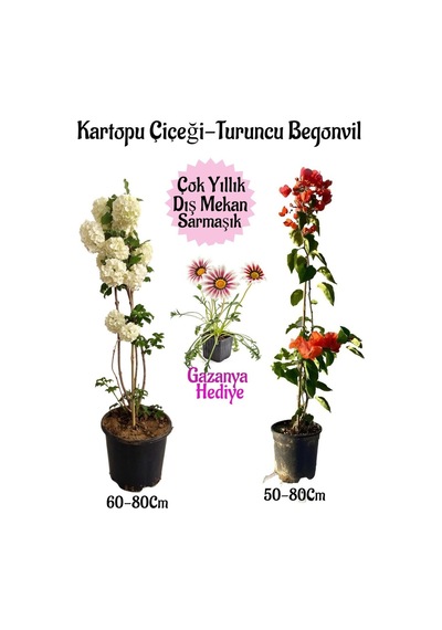Kartopu Çiçeği 1 Adet +turuncu Begonvil 1 Adet+pembe Gazanya Saksılı Bahçe Seti