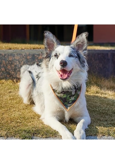 Wıld Jungle Bandana Collar M