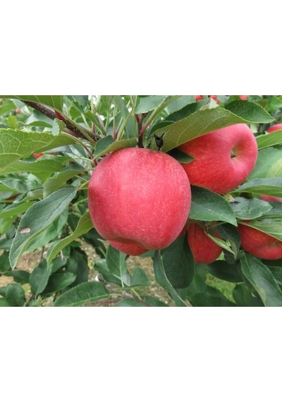 Pink Lady Elma Fidanı 3 Adet