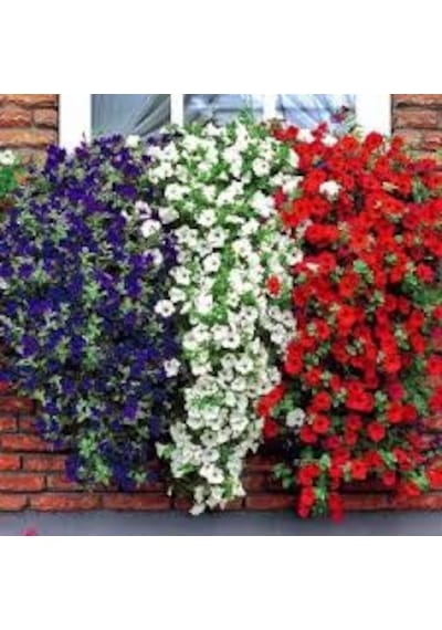 50 Adet Tohum Organik Hobi Bahçe Sarkan Petunya Balkon Çiçeği Toh