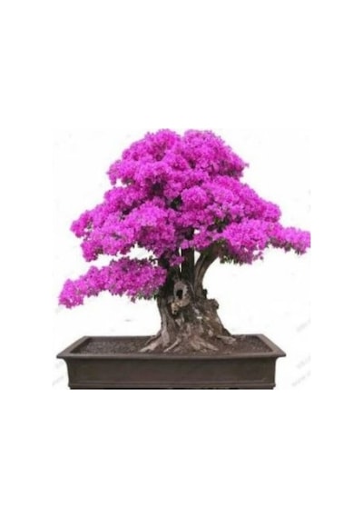 Bonsai İçin Uygun Erguvan Ağacı Tohumu 5 Tohum