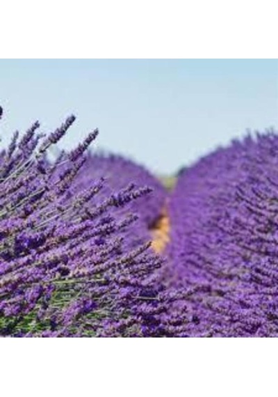 Tüplü Kokulu Aromatik Lavanta Fidanı