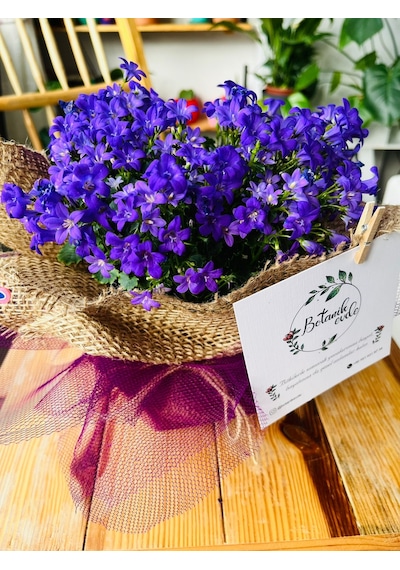 Campanula - Çan Çiçeği 20 Cm