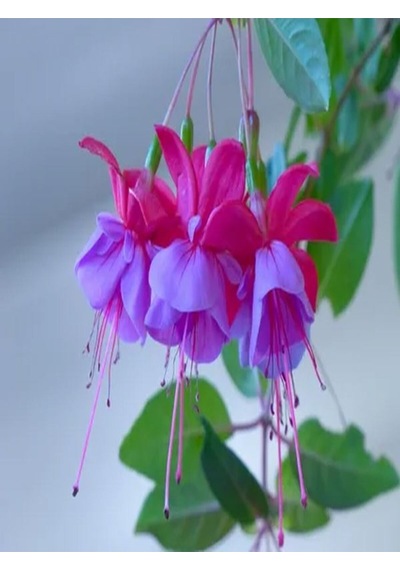 Videolu 2 Adet Karışık Renk Küpeli Çiçeği 10-15 Cm Mini Saksıda Çiçekli Bodur Bitkiler Fuchsia