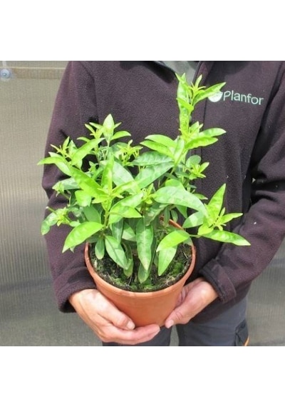 Melisa Çiçeği Cestrum Nocturnum 10 Adet
