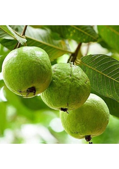 Tüplü Guava Fidanı Yaş 2 Boy 100-130 Cm