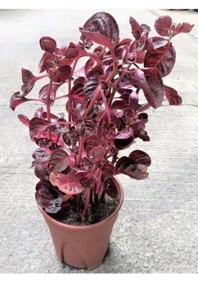Rüzgarbotanik Çingene Şalvarı Bitkisi 20 CM - 40 CM