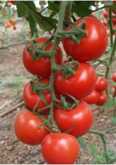 Sunagri Tohumculuk Sırık Salkım Domates Tohumu 50 Adet