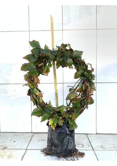 Tüplü Jumbo Böğürtlen Fidanı 5 Yaş - İri Meyveli 6-8 Metre