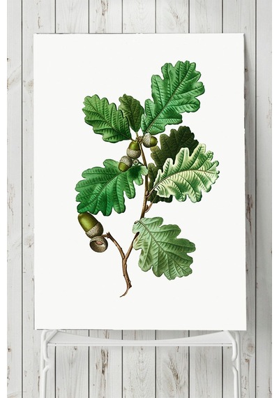Meşe Palamudu Mutfak Poster
