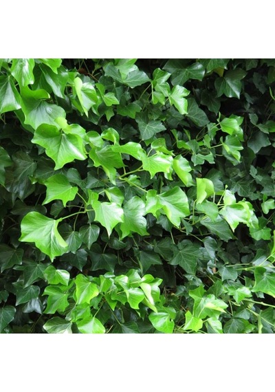 Hedera Helix Hibernica Duvar Sarmaşığı