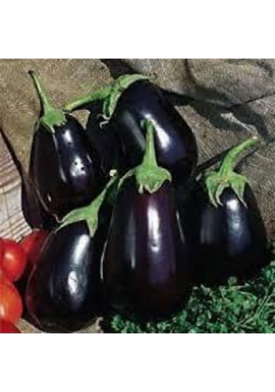50 Adet Tohum Süper Paket Adana Yerli Köy Patlıcan Tohumu..