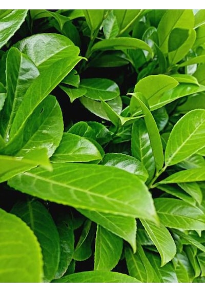 Yeşil Tafllan Çiçeği Fidanı 40-60cm Saksılı Çiçekli Bodur Bitkiler Euonymus Japonicus