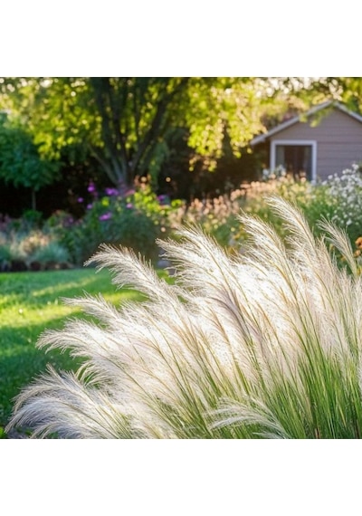 Bahçevilya Stipa Pampas Otu 1-2 Yaş Arası Saksılı 40 Santim Boy