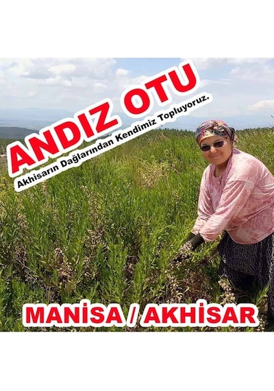 Andız Otu Kapsülü Akhisar, Yapışkan, Doğal, Andız Otu Hapı, Bakanlık Onaylı Ruhsatlı
