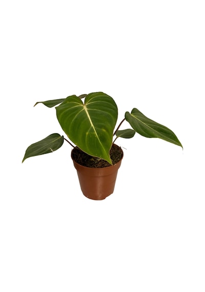 Philodendron Gloriosum Ø12 Cm 25-30 Cm