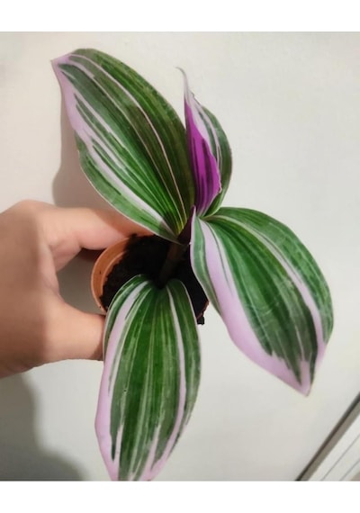 Telgrafçiçeği Fidesi 10-15 Cm Özel Renk