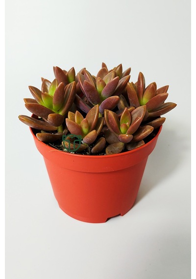Graptosedum California Sunset Çabuk Çoğalan Hızlı Yayılan Sukulen