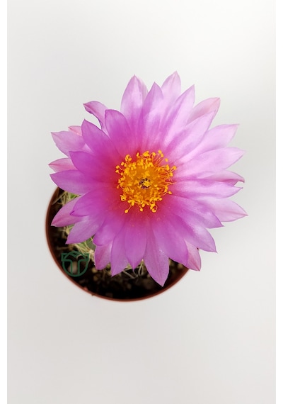 Natocactus Ubelmanianus Pembe Çiçek Açan Kaktüs Özel Tür Saksıda 5.5 CM