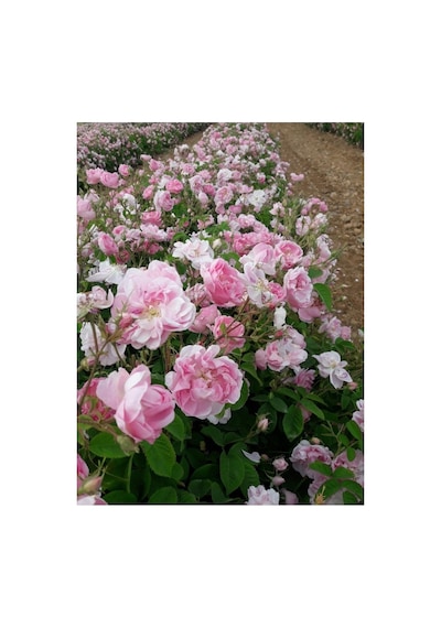 Pembe Yediveren Sarmaşık Ponpon Gül Fidanı 10-20 Cm